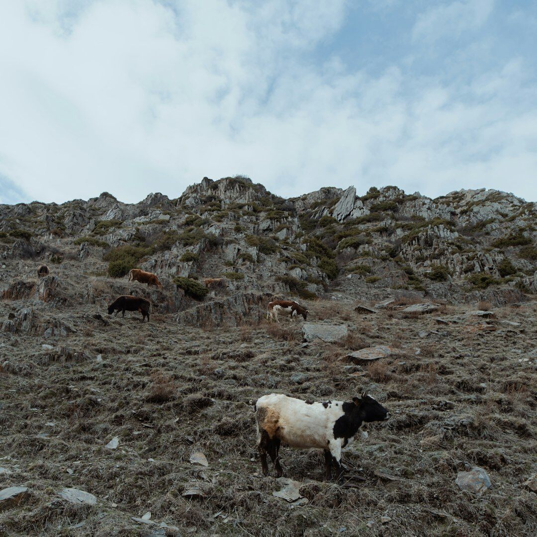 Shepherd with sheep on Velebit mountain in Croatia